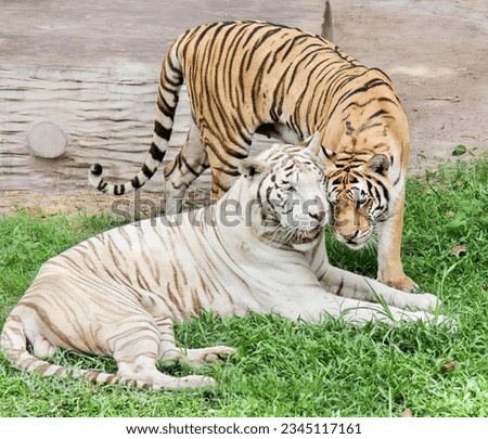 a photography of two tigers are playing in the grass together, there are two tigers that are laying down in the grass.