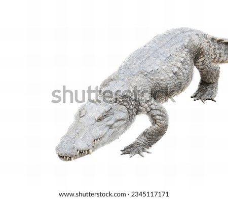 a photography of a large alligator with its mouth open and its teeth wide open, crocodile with open mouth and teeth on white background.