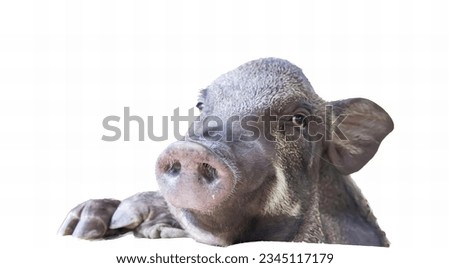 a photography of a baby elephant is looking at the camera, there is a small pig that is looking at the camera.