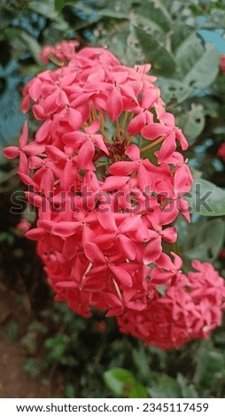 Pink ixora flower blossoms.  Wallpaper. Cover photo