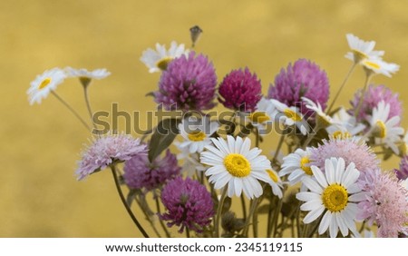 Multi-colored bouquet of wild wild flowers. A bouquet of white daisies and pink clover flowers