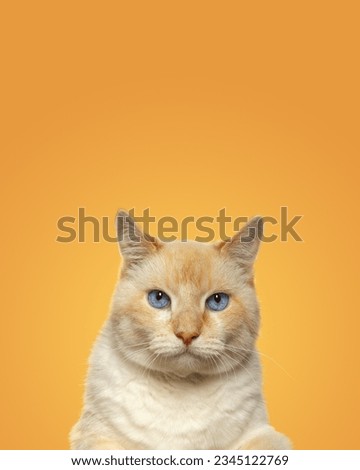Portrait of a charismatic big red cat with blue eyes on a yellow background