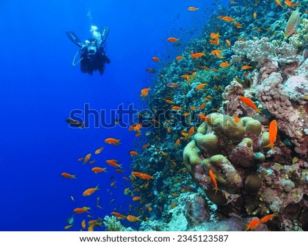 Underwater photographer during diving with red fish on the tropical coral reef. Scuba diver photographer on the underwater reef. Corals and fish, blue water and diver with camera.