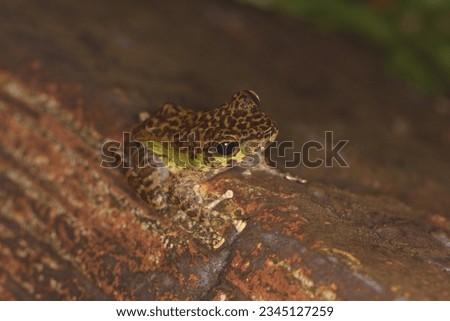 Peninsular torrentfrog, Panha's Marbled Frog, Marbled Tenasserim Frog (Amolops panhai, Ranidae) is a species of true frog that can be found in western and peninsular Thailand and in eastern Myanmar. Royalty-Free Stock Photo #2345127259