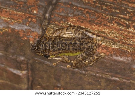 Peninsular torrentfrog, Panha's Marbled Frog, Marbled Tenasserim Frog (Amolops panhai, Ranidae) is a species of true frog that can be found in western and peninsular Thailand and in eastern Myanmar. Royalty-Free Stock Photo #2345127261