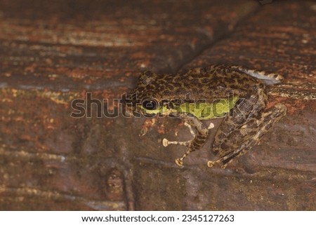 Peninsular torrentfrog, Panha's Marbled Frog, Marbled Tenasserim Frog (Amolops panhai, Ranidae) is a species of true frog that can be found in western and peninsular Thailand and in eastern Myanmar. Royalty-Free Stock Photo #2345127263