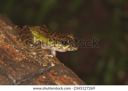 Peninsular torrentfrog, Panha's Marbled Frog, Marbled Tenasserim Frog (Amolops panhai, Ranidae) is a species of true frog that can be found in western and peninsular Thailand and in eastern Myanmar. Royalty-Free Stock Photo #2345127269