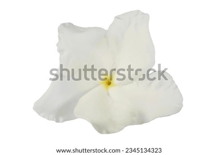 white flower on a white background

