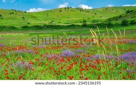 Wild flower meadow with poppies and Cornflowers with selective focus.