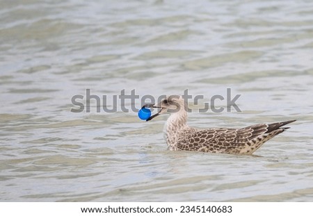 Seagull with a piece of plastic in its beak. Pollution of seas and oceans.  Royalty-Free Stock Photo #2345140683