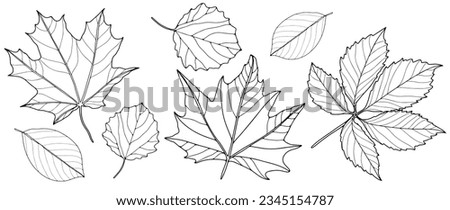 Set of contours of different leaves on a white background. Botanical background for coloring books, decor, pattern making and designs.