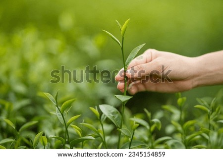 Woman's hand holding tea leaves