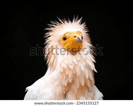 Egyptian Vulture sitting infront of a dark cave