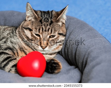 Cute relaxed tubby cat with red heart in soft comfortable pad. Blue water of swimming pool in the background. Living luxury and easy life concept. Love my life concept. Selective focus Royalty-Free Stock Photo #2345155373