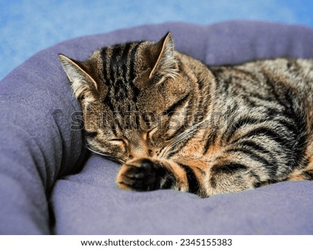 Cute tubby cat sleeping in soft comfortable pad. Blue water of swimming pool in the background. Living luxury and easy life concept. Royalty-Free Stock Photo #2345155383