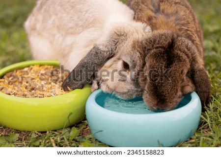 Two rabbits drinking water from same blue bowl, close up