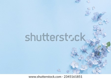 blue  hydrangea flowers on blue background