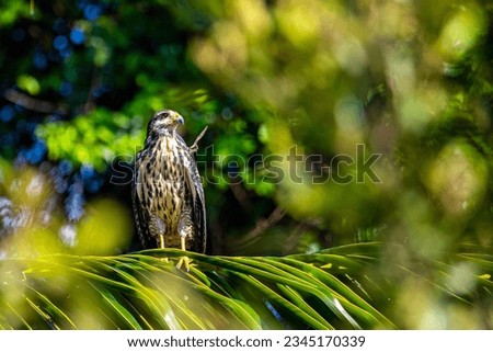 a beautiful powerful bird of prey perched on a palm tree on a beach in marino ballena national park in costa rica, costa rica broad-winged hawk raptor	