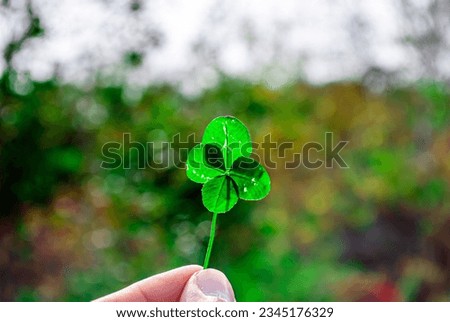 Selective focus. Four-leaf clover. Good luck.