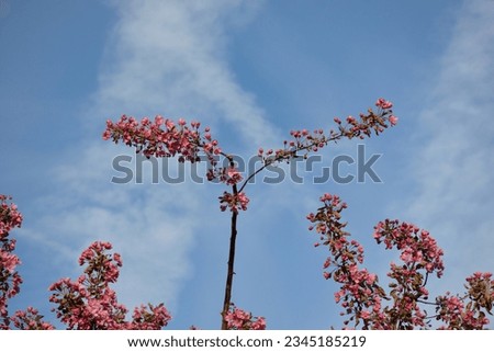 Abstract background picture with letter N composed out of the clouds in the sky and letter Y made of blossoming apple tree branch