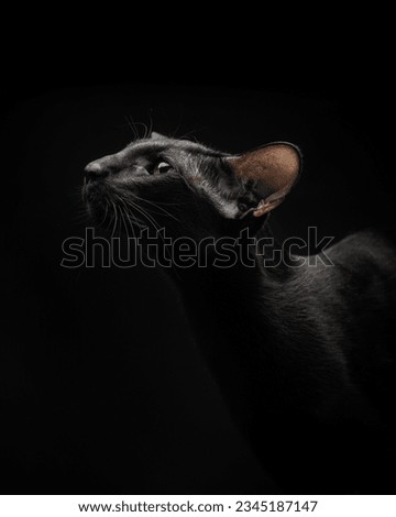 Portrait of a black cat with green eyes and big ears looks up on a black background. Oriental cat in the studio, dark atmospheric photography. Graceful pet on black. High quality vrttical photo