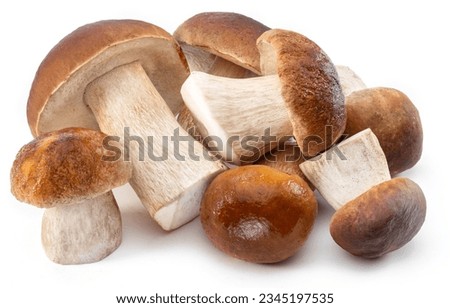 Group of porcini mushrooms isolated on white background. 