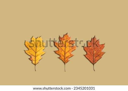 Horizontal line of red and yellow three leaves. Autumn, fall, thanksgiving day concept. Minimalism composition. Flat lay, top view. space for text. High quality photo