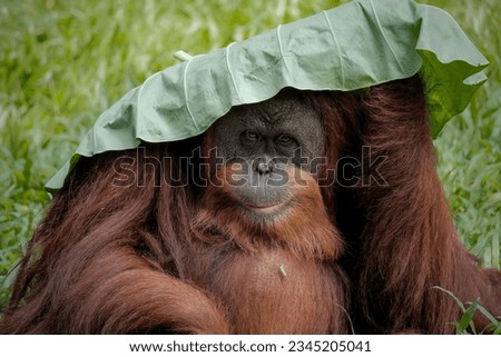 bornean orangutan with leaf on the  head Royalty-Free Stock Photo #2345205041