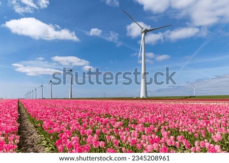 field with rose pink triumph tulips (variety ‘Dynasty’) in Flevoland, Netherlands Royalty-Free Stock Photo #2345208961
