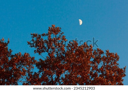 View of the moon in a clear blue sky through the branches of trees.