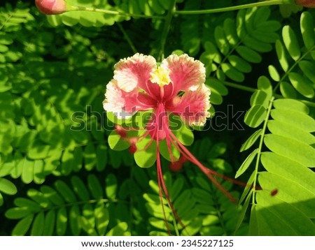 Flower India Hight Quality Photo 
