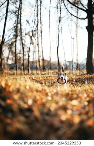 Autumn walk with a dog. Playful beagle dog with ring dog toy in mouth against bright autumn park background
