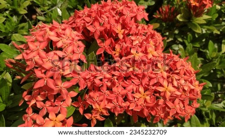 Ashoka flower (Ixora javanica) is commonly found in Indonesia as an ornamental plant.  Many homeowners use asoka flower plants as ornamental plants in their yard or garden.
 However, not only beautifu Royalty-Free Stock Photo #2345232709