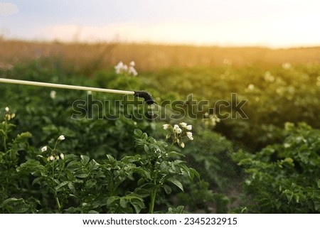 Spraying blooming potatoes plantation with pesticides by the professional sprayer. Agriculture fertilizer spraying insecticide. Agriculture and agribusiness. Harvest processing. Protection and care Royalty-Free Stock Photo #2345232915