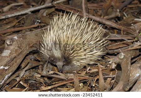 Echidna or spiny ant eater