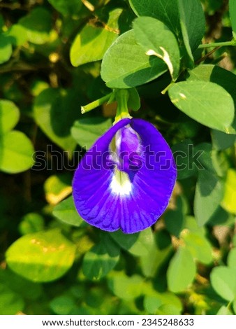creative layout made of green leaves and blue flower. flat lay. nature concept