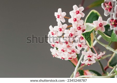 Hoya Carnosa Tricolor Potted Plant in Bloom. Hoya Krimson Queen Pink Flowers. Porcelain Flower or Wax Houseplant Inflorescences. Copy Space for Text Royalty-Free Stock Photo #2345248787