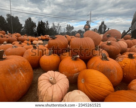 Picture of the pumpkin patch 🎃