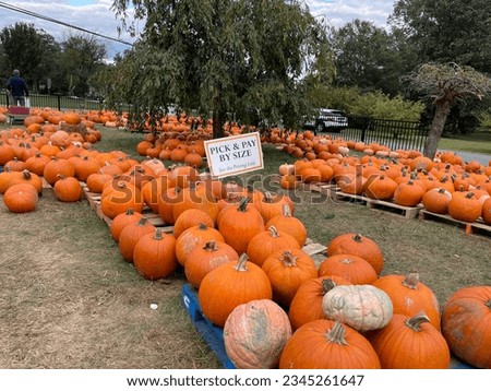Picture of the pumpkin patch 🎃