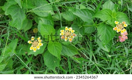 Tantani - forest flowers! Junglee plants Royalty-Free Stock Photo #2345264367
