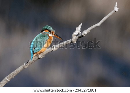 Blue and orange colored common kingfisher bird. Wild life. Bird wallpaper