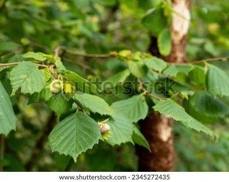 detail of hazelnuts hanging on a branch of a common hazel tree (Corylus avellana) with blurred background Royalty-Free Stock Photo #2345272435