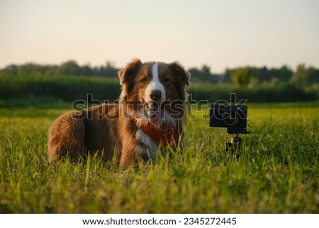Concept pets look like people. Dog professional photographer with vintage film photo camera on tripod. Brown Australian Shepherd lies in green grass at sunset in summer. Aussie red tricolor outside