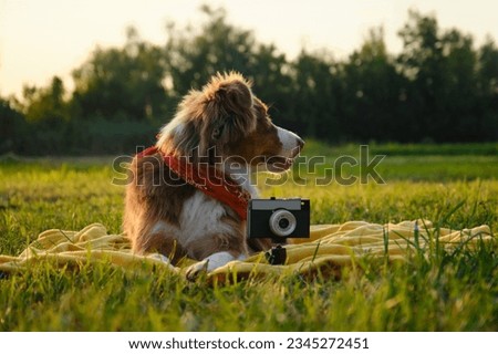 Concept pets look like people. Dog professional photographer with vintage film photo camera. Brown Australian Shepherd lies on yellow blanket at sunset in summer. Aussie red tricolor outside