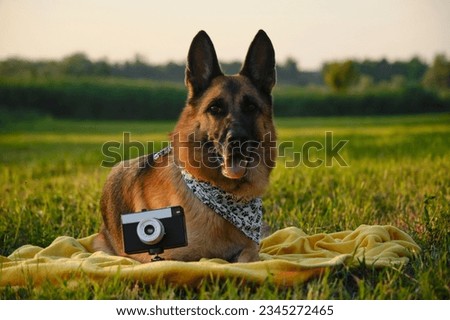 Concept pets look like people. Dog professional photographer with vintage film photo camera on tripod. German Shepherd lies on yellow blanket at sunset in summer. Dog wears white bandana with paws