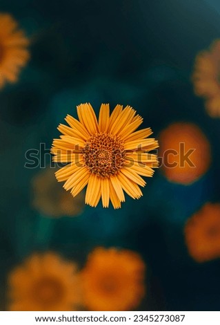 Close up of a single yellow daisy flower against dark background. Soft focus, blurred elements and bokeh bubbles. Bright colorful subject against soft monotonic yellow background