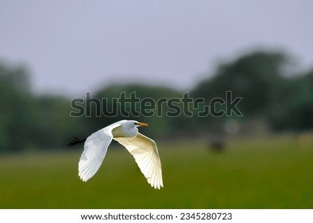 A white Eastern great egret bird in flight. Bird wallpaper. Wildlife pphotography