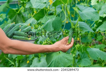 Freshly picked cucumbers in the hands of a farmer. selective focus