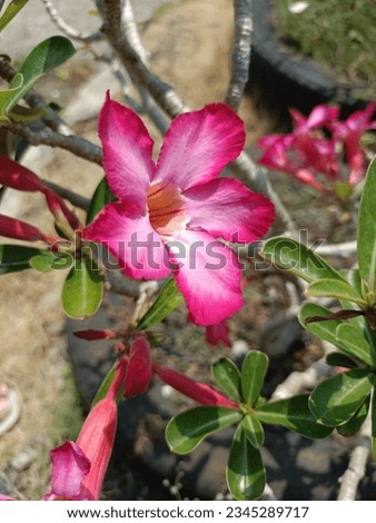 beautiful red "adenium" flowers growing in front of the house