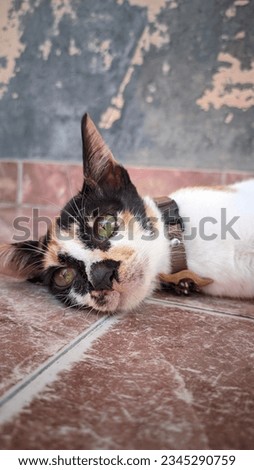 close up of a tricolor domestic cat lying on the tiled floor of the terrace of the house
